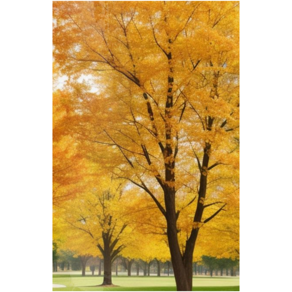 Golden Autumn Park - Image 9